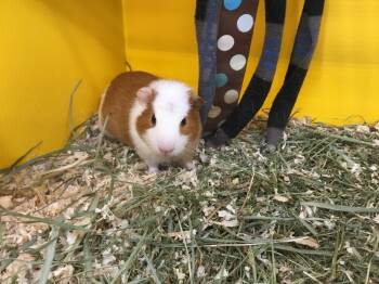 Rescue Guinea Pig Guinea Pigs for Adoption in San Diego, California - Erniee | PetCurious